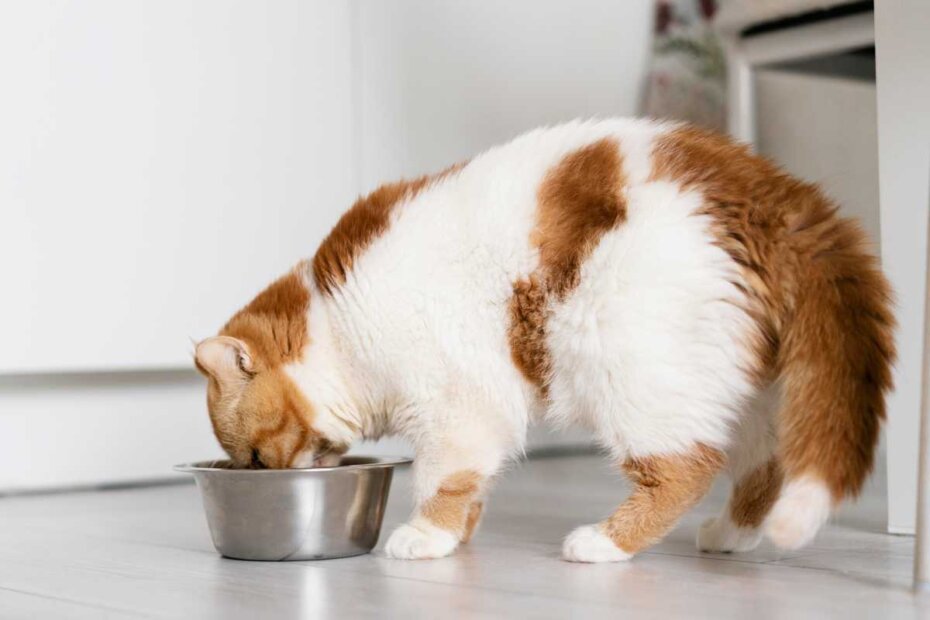 cat-eating-food